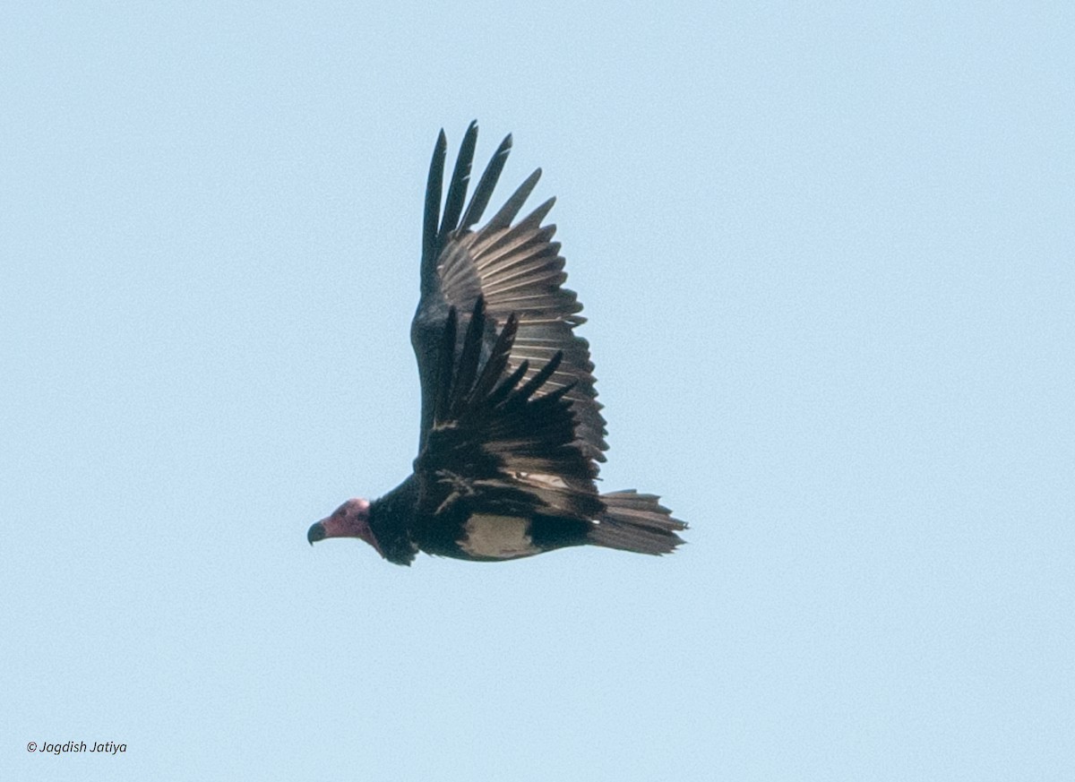 Red-headed Vulture - ML610278106