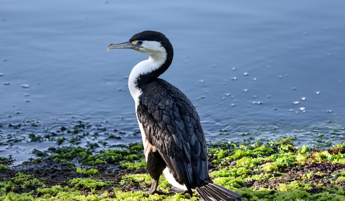 Pied Cormorant - ML610278113