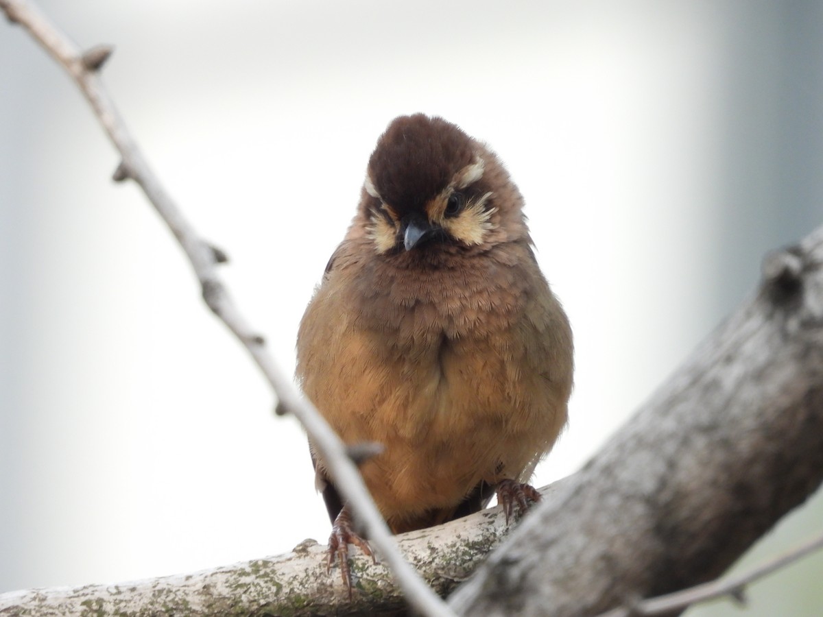 White-browed Laughingthrush - ML610278194