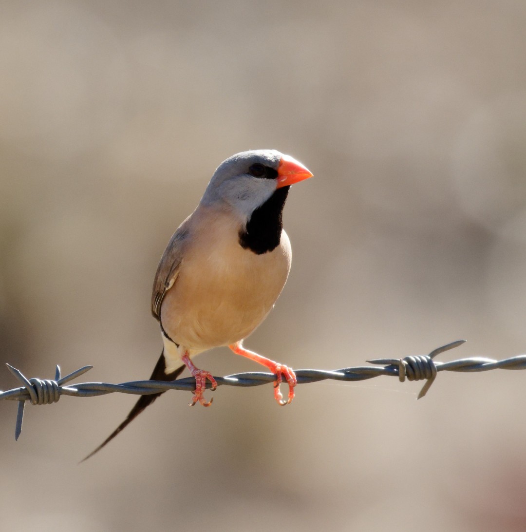 Long-tailed Finch - ML610278281