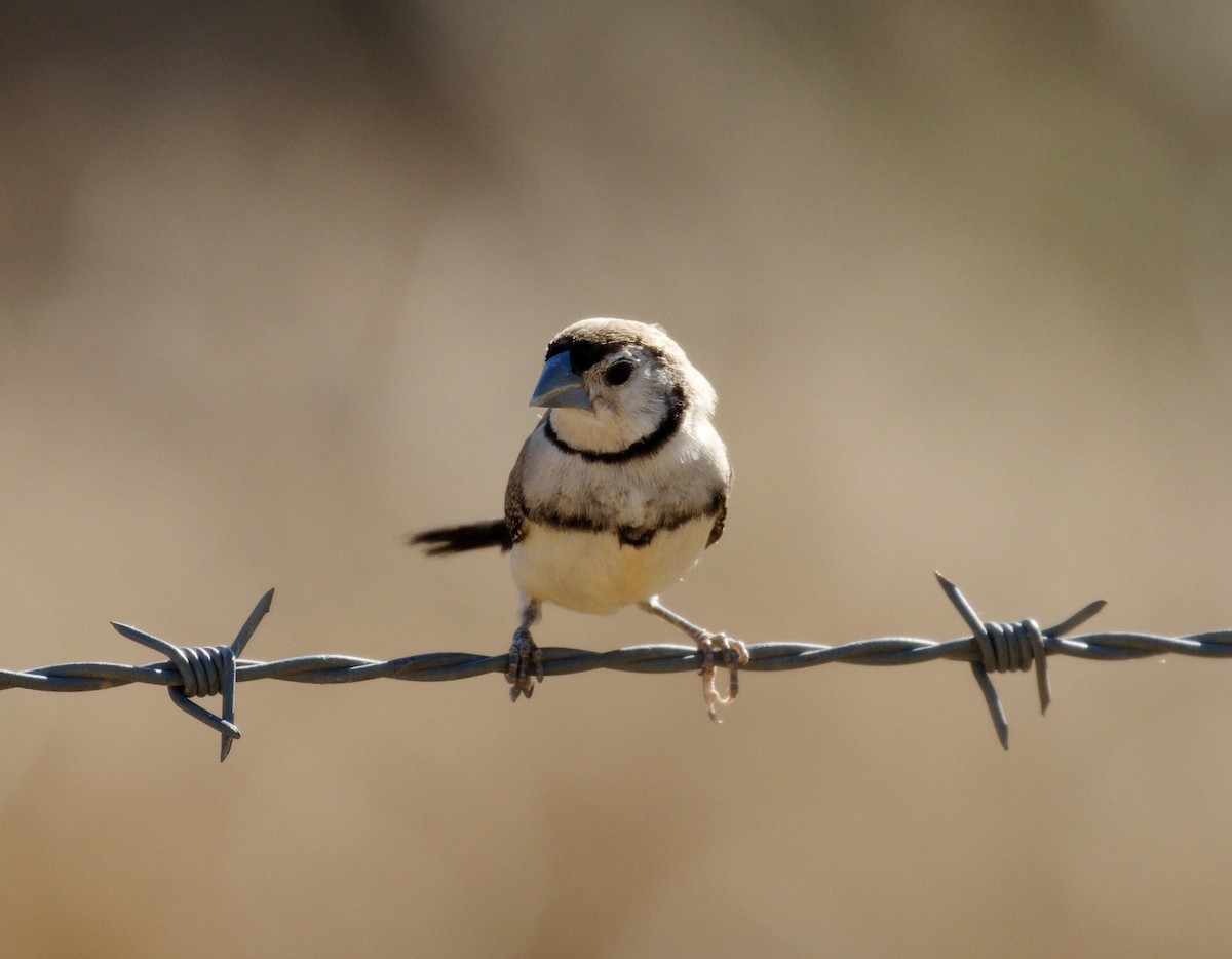 Double-barred Finch - ML610278283