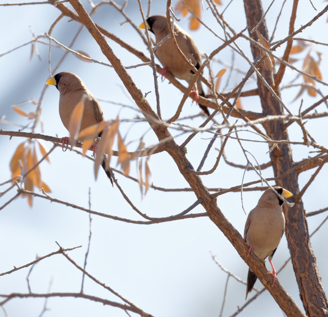 Masked Finch - ML610278294