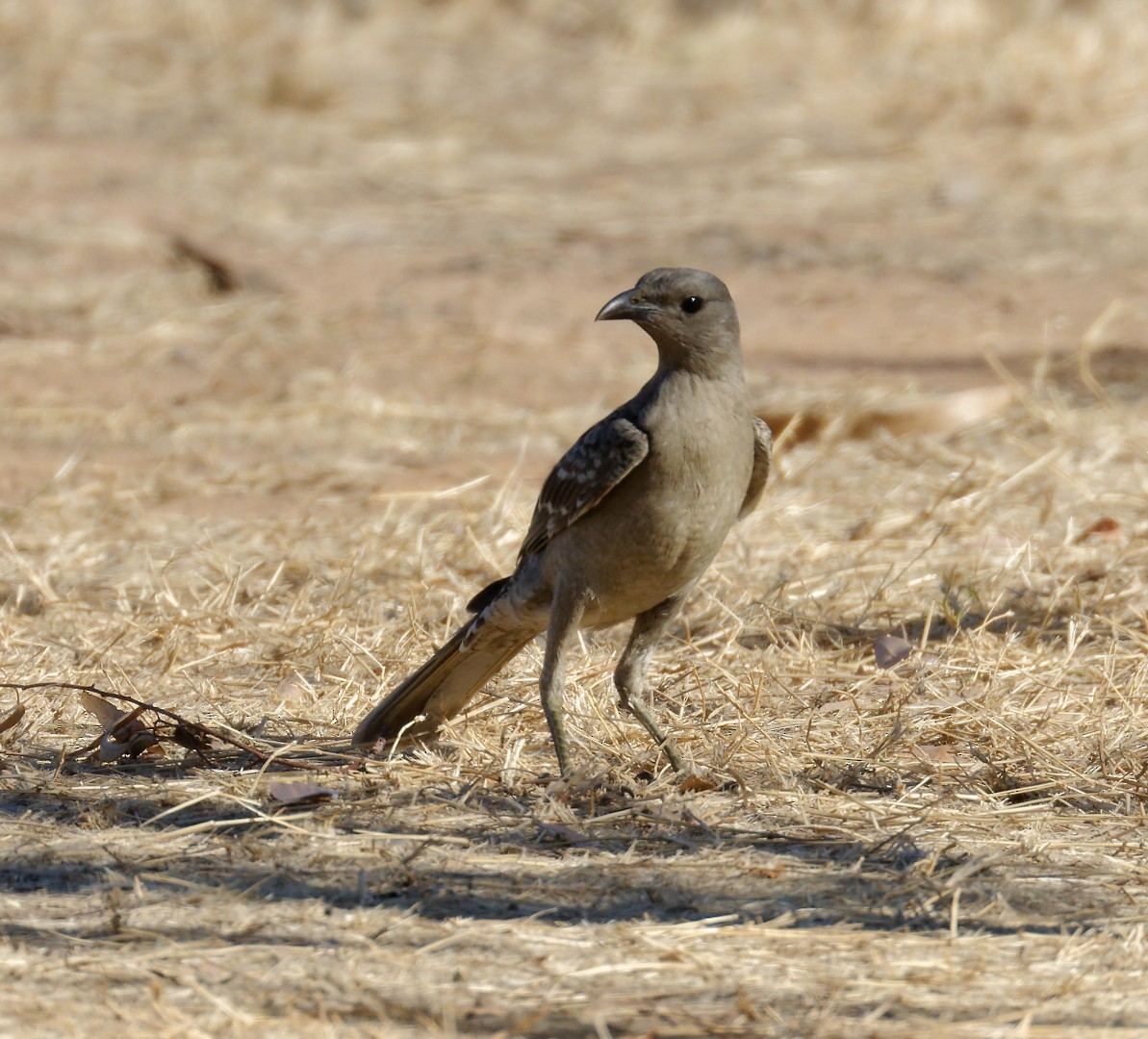 Great Bowerbird - ML610278300