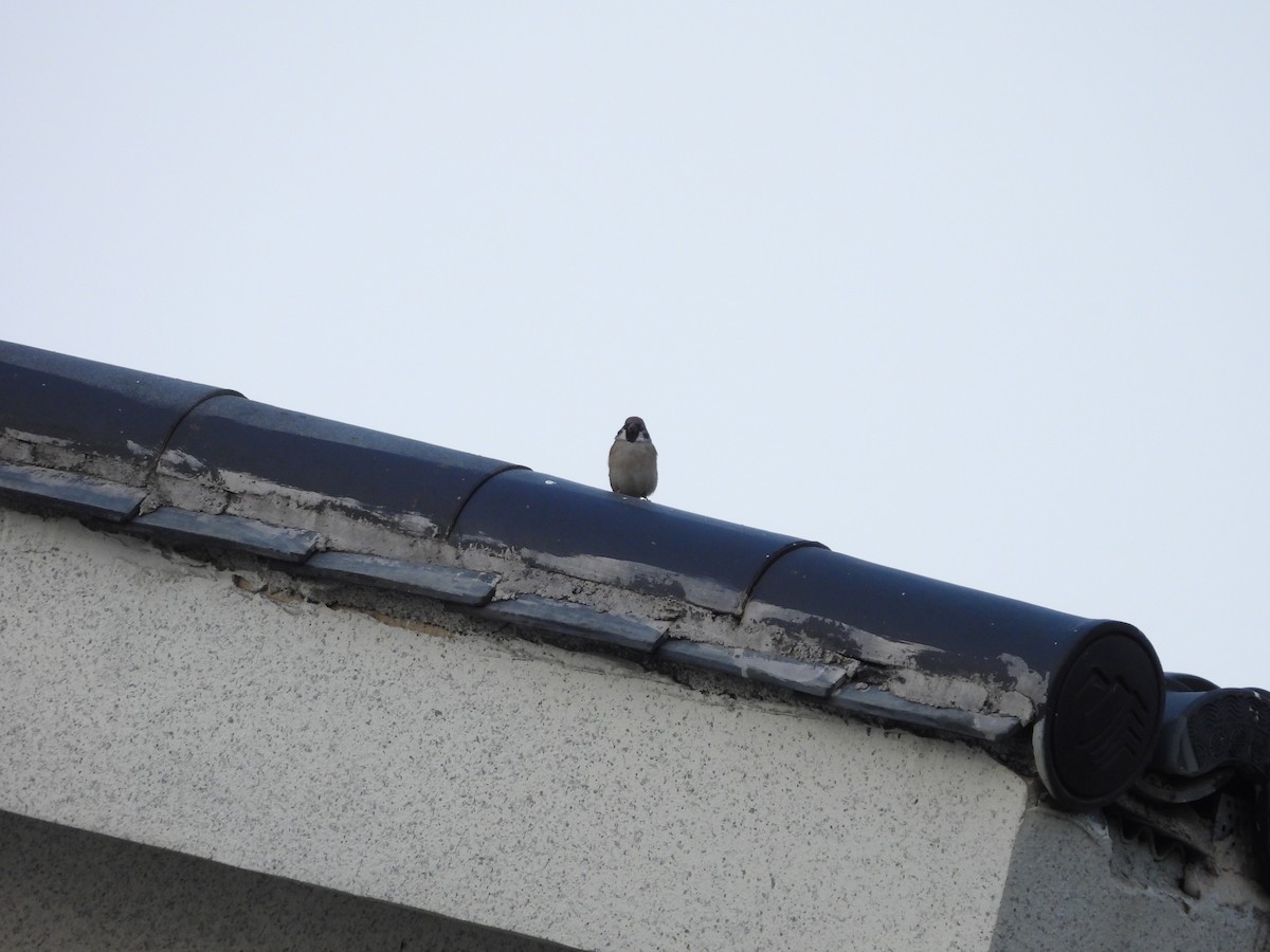 Eurasian Tree Sparrow - ML610278307