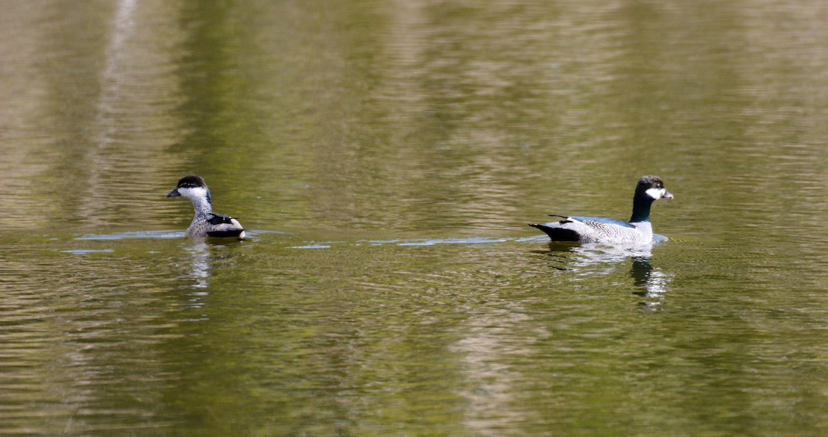 Green Pygmy-Goose - ML610278438