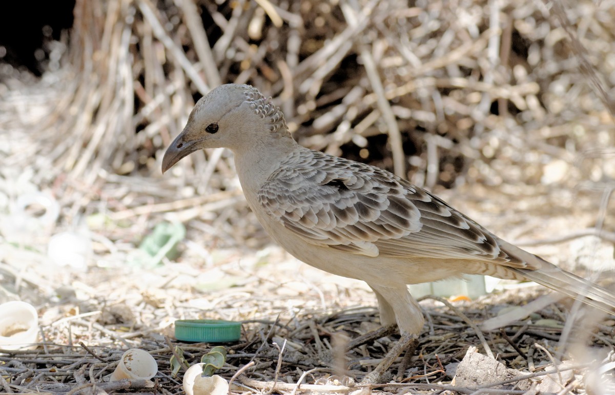 Great Bowerbird - ML610278511