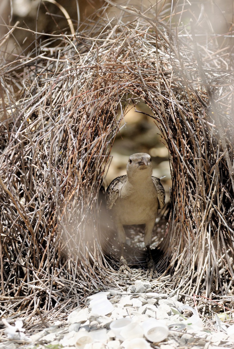 Great Bowerbird - ML610278512