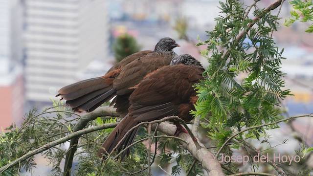 Andean Guan - ML610278522