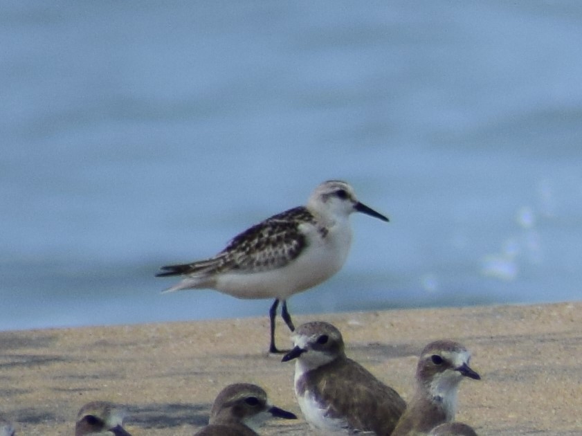 Little Stint - Alen Alex