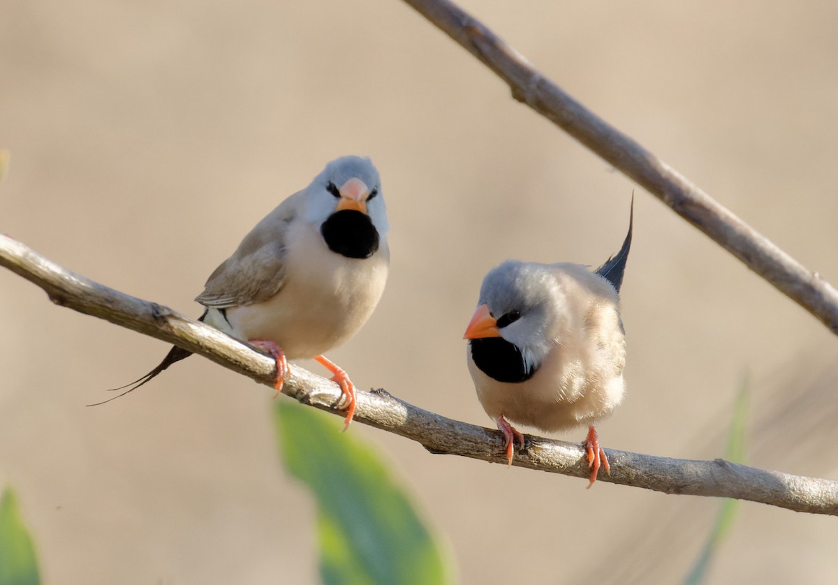 Long-tailed Finch - Peter Bennet