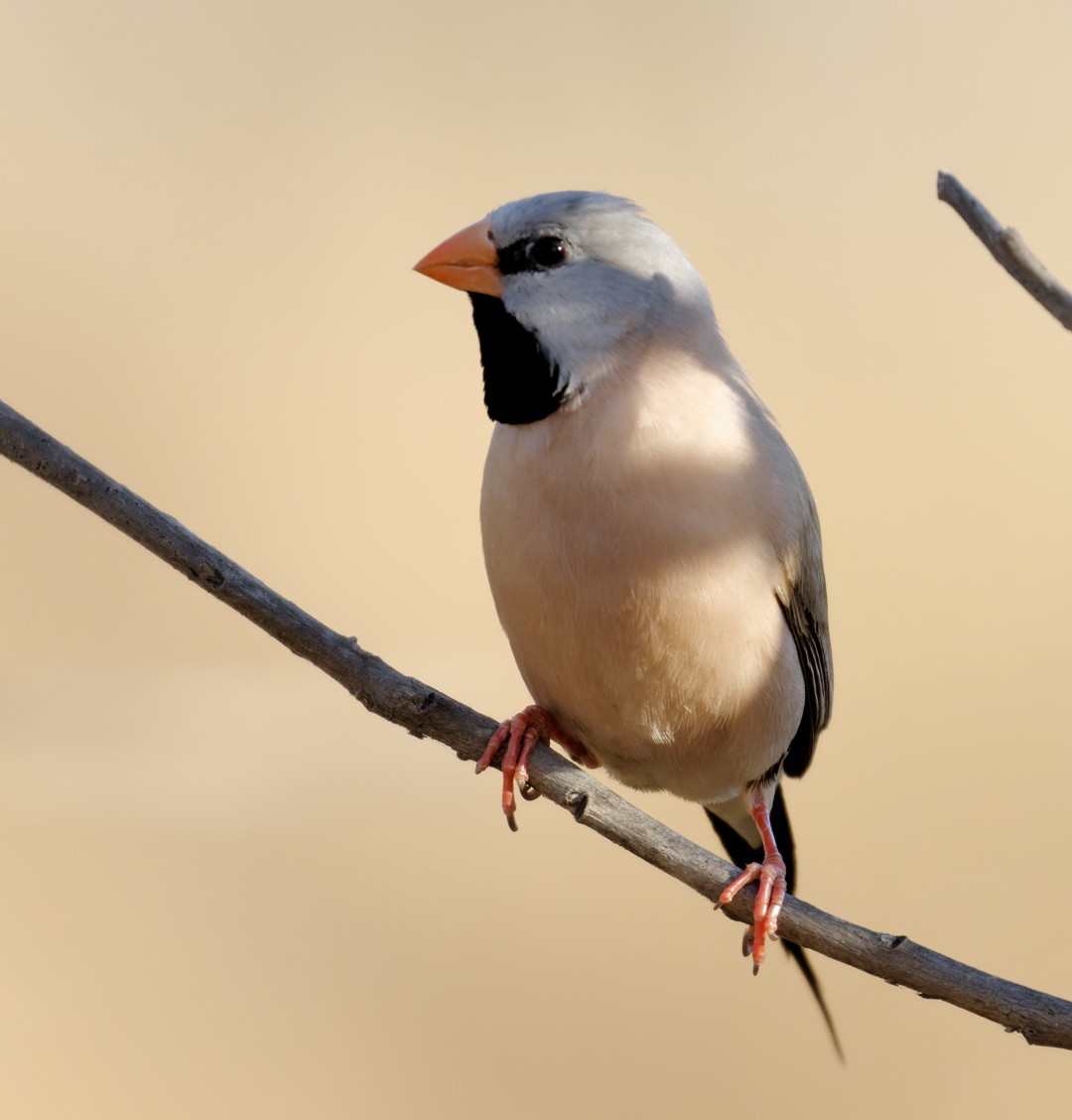 Long-tailed Finch - Peter Bennet