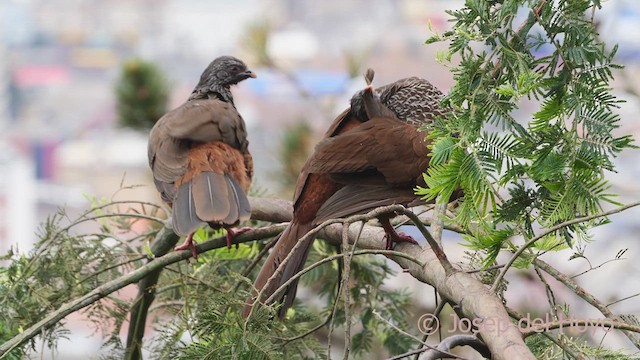 Andean Guan - ML610278648