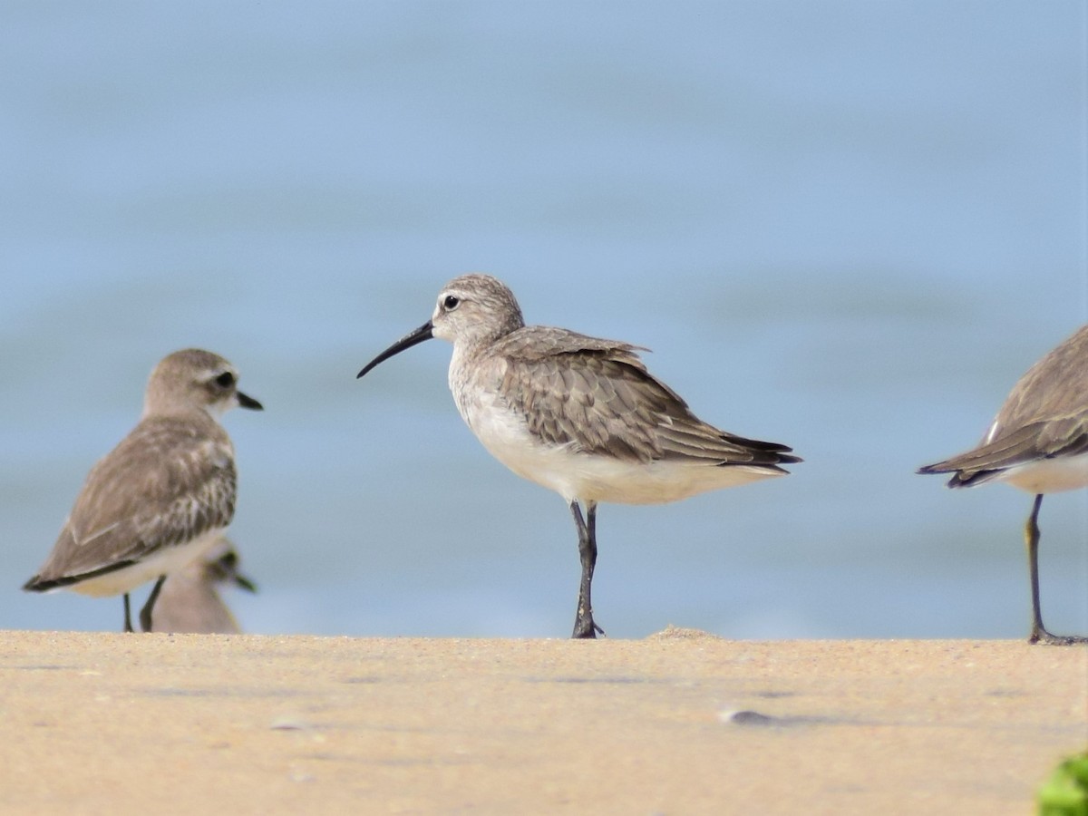 Curlew Sandpiper - ML610278657