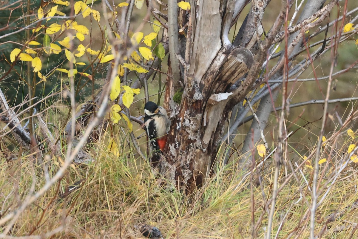 Great Spotted Woodpecker - Ingvar Atli Sigurðsson