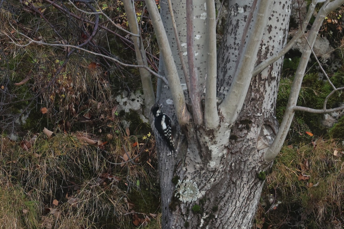 Great Spotted Woodpecker - Ingvar Atli Sigurðsson