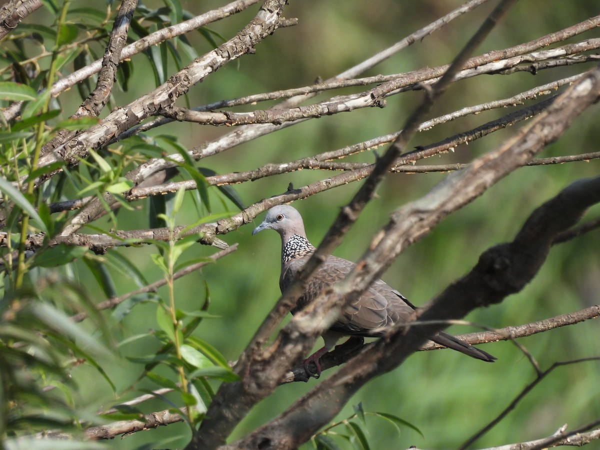Spotted Dove - ML610278674