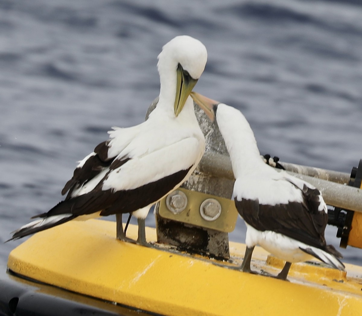 Nazca Booby - ML610278705