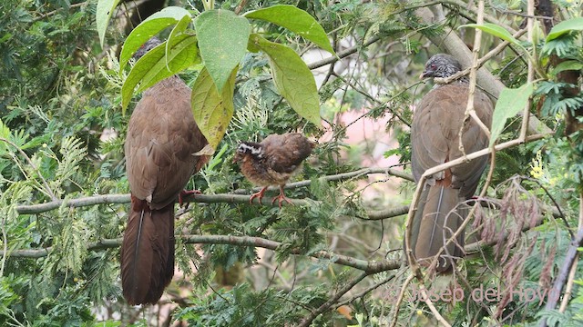 Andean Guan - ML610278720