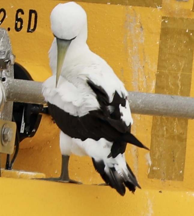 Masked Booby - ML610278738