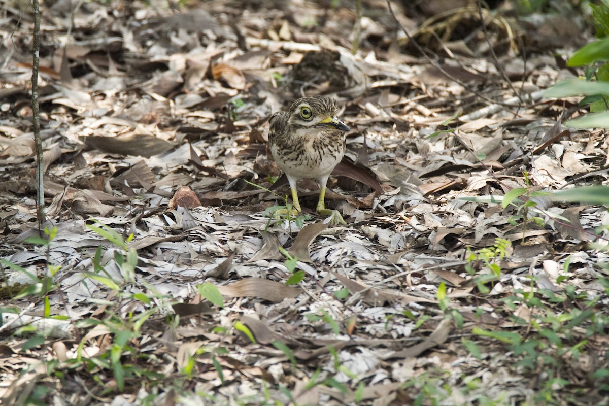 Indian Thick-knee - ML610278745
