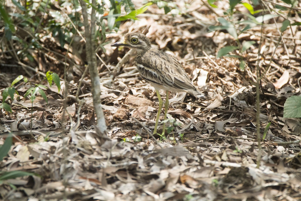 Indian Thick-knee - ML610278746