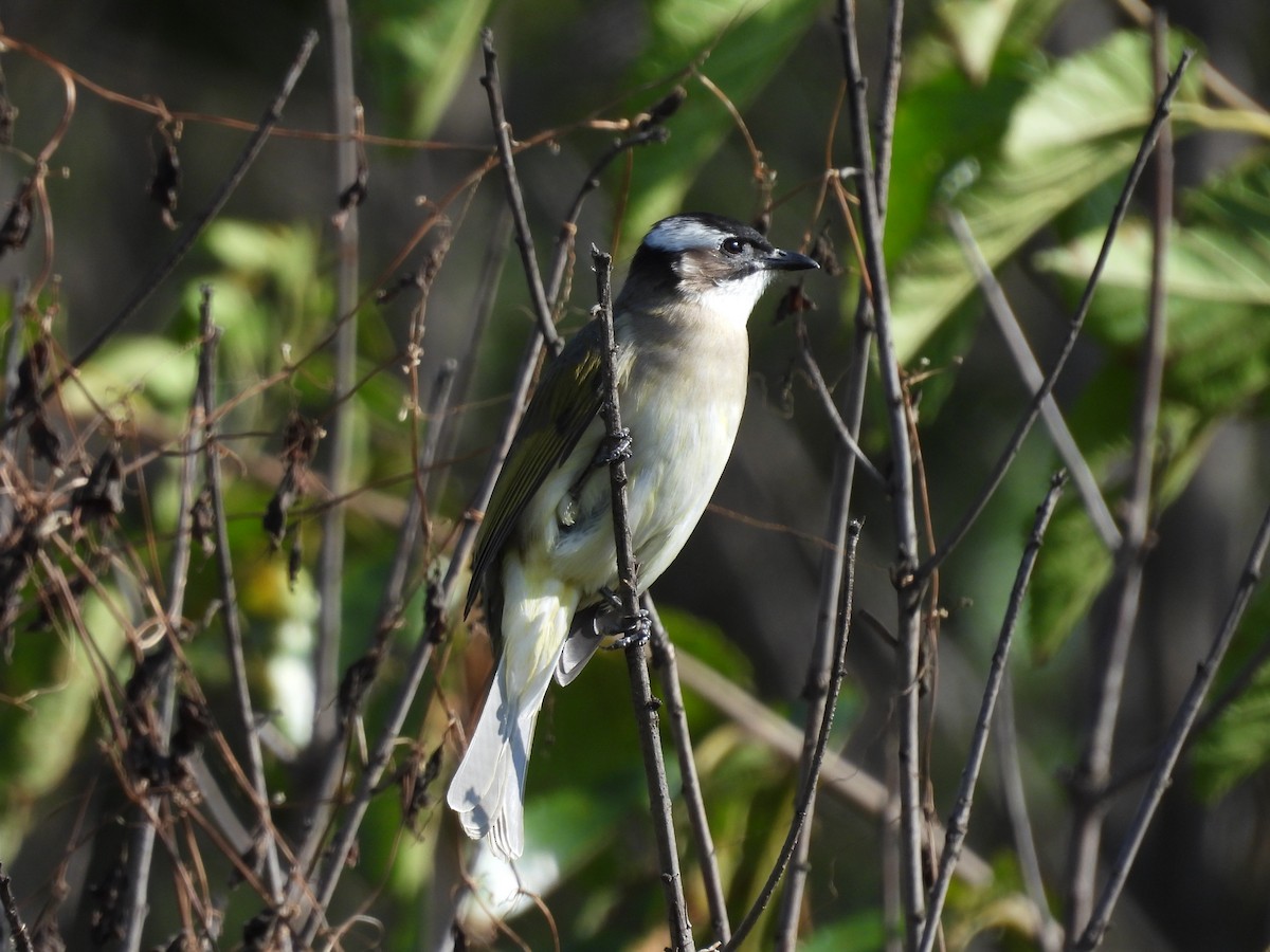 Light-vented Bulbul - ML610278779