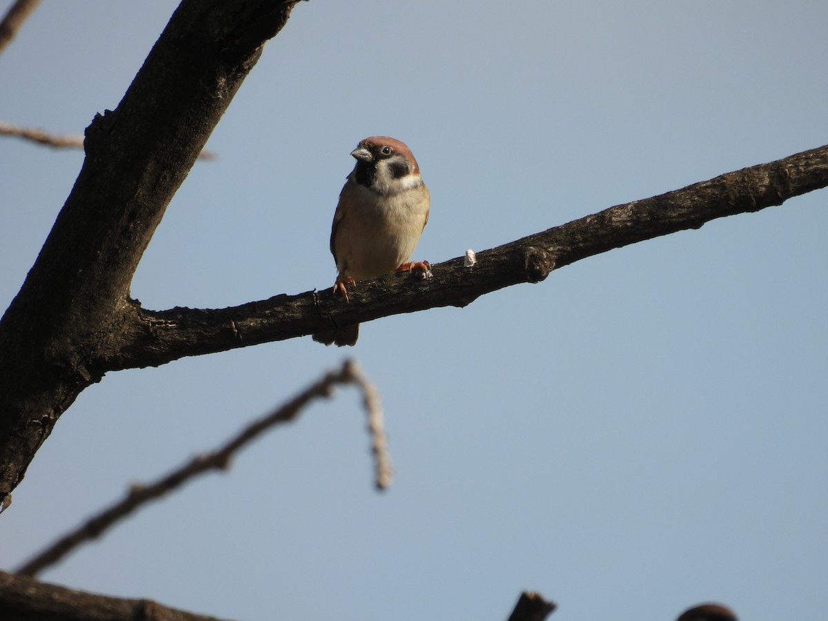 Eurasian Tree Sparrow - ML610278804