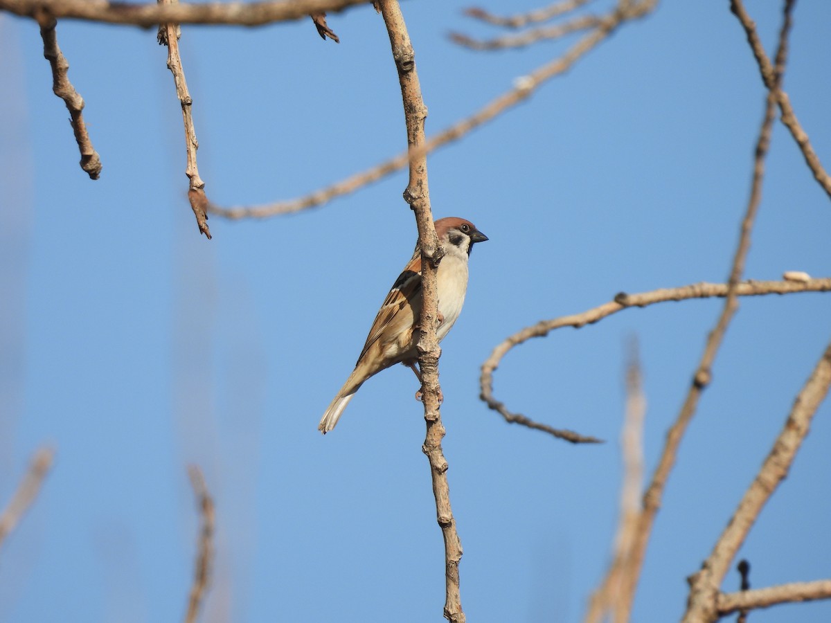 Eurasian Tree Sparrow - ML610278805