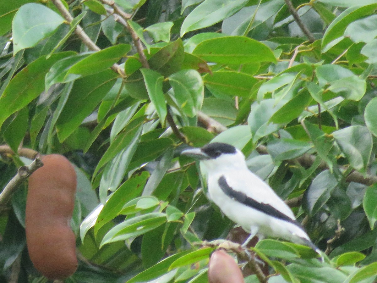 Black-crowned Tityra - Barbara Blevins