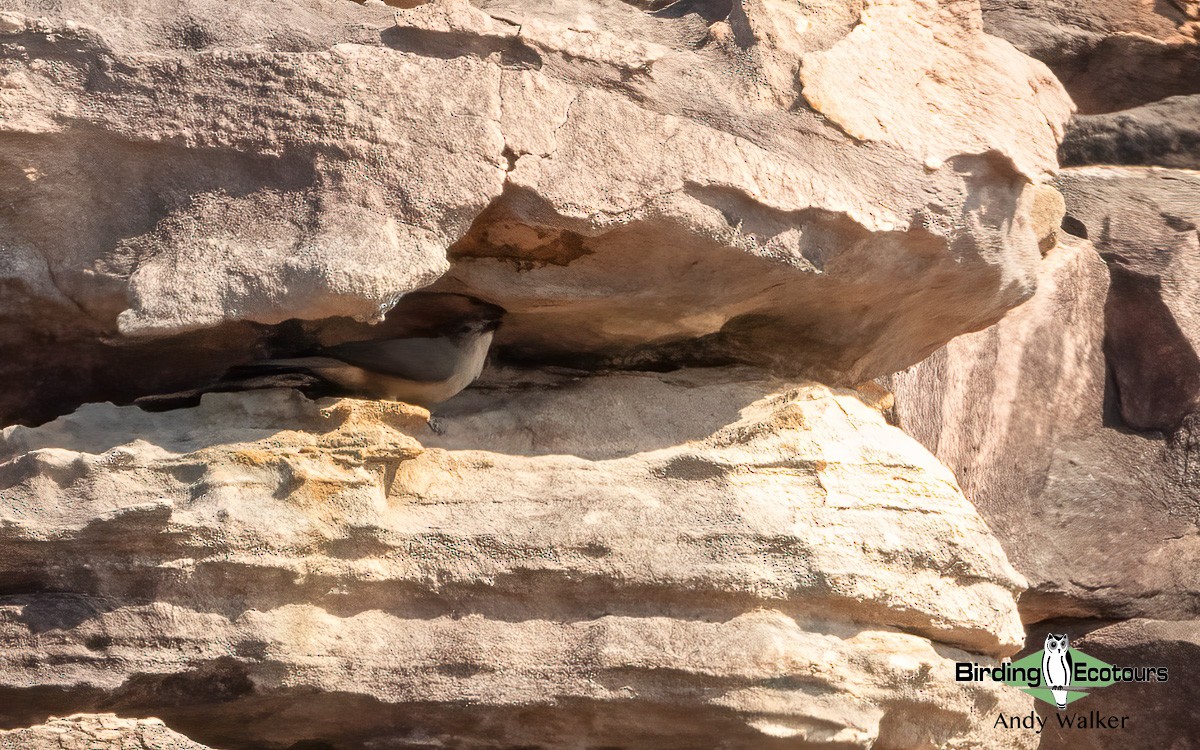 Sandstone Shrikethrush - Andy Walker - Birding Ecotours