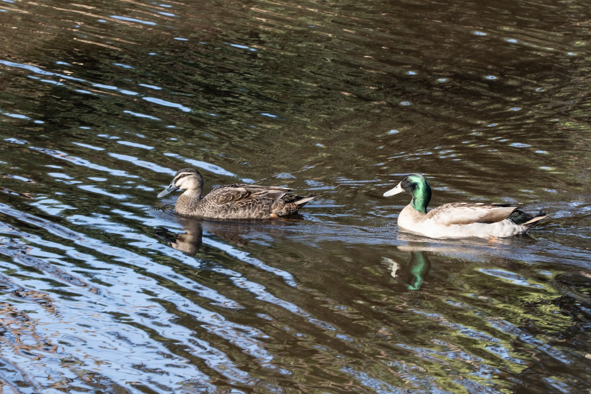 Mallard (Domestic type) - Owen  Lawton