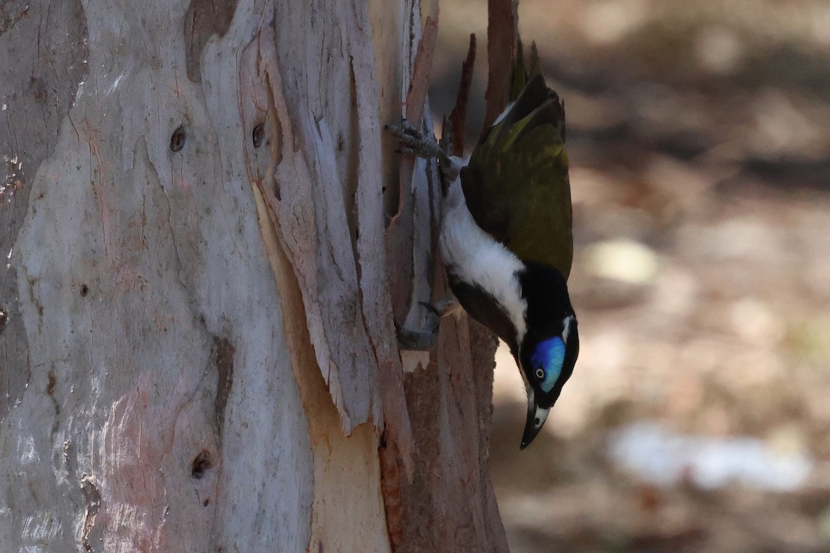 Blue-faced Honeyeater - ML610278924