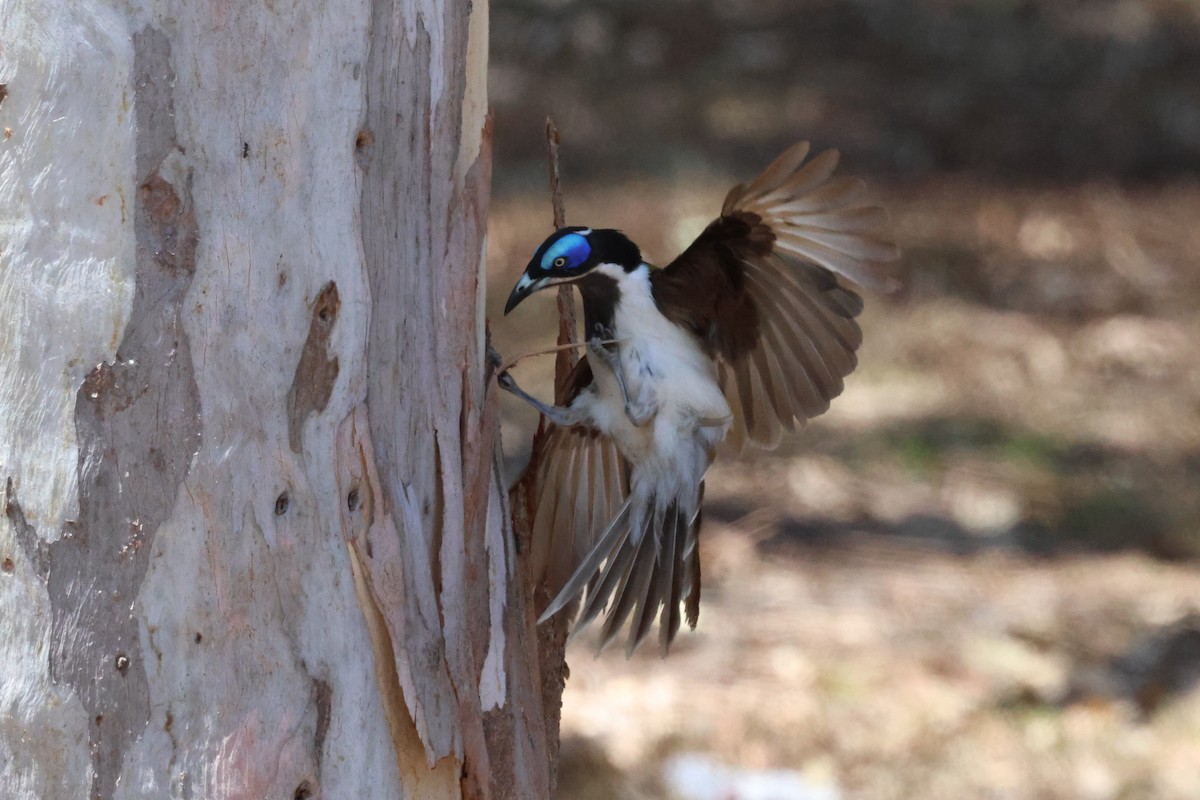 Blue-faced Honeyeater - Dennis Devers