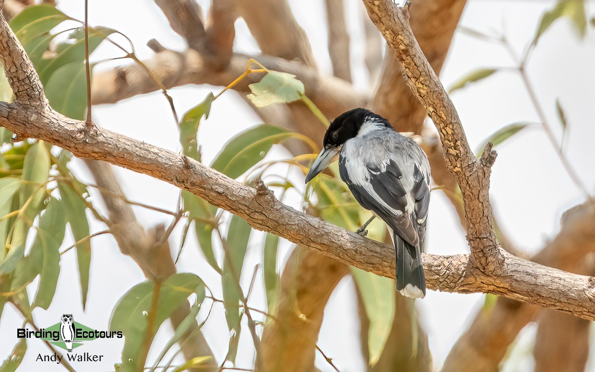 Silver-backed Butcherbird - ML610278933