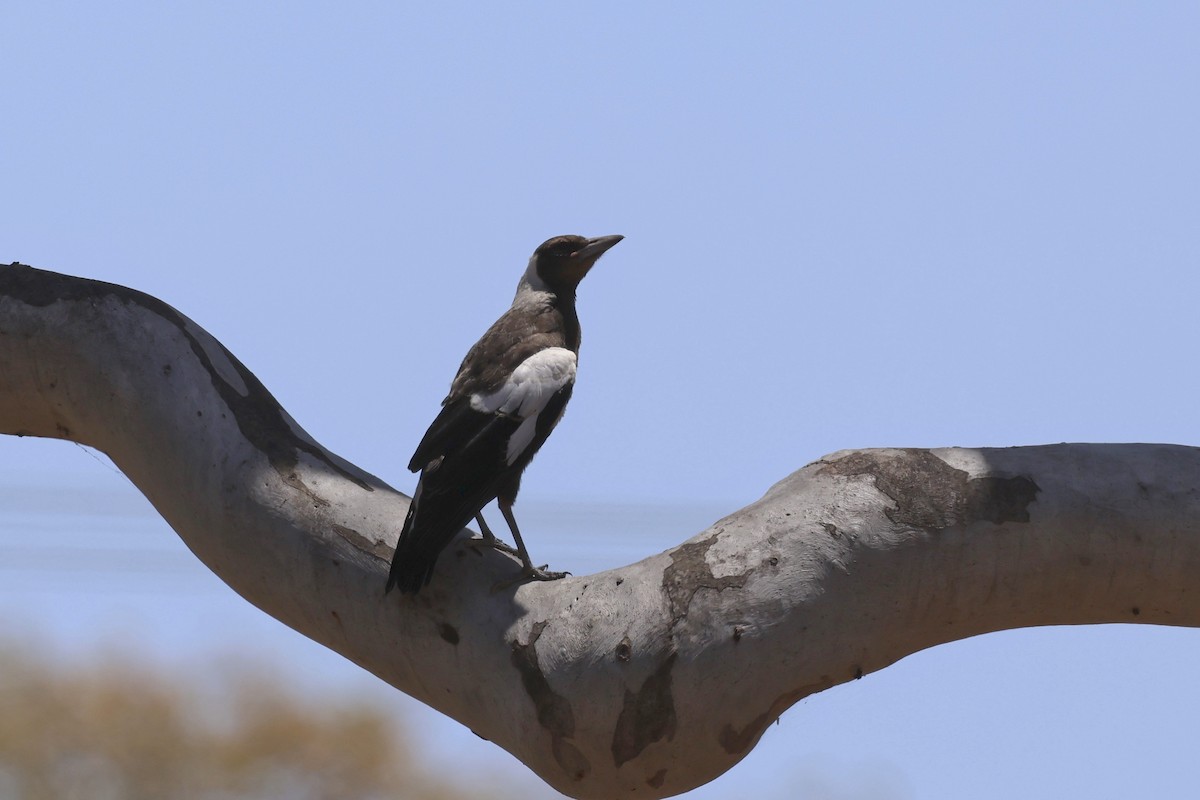 Australian Magpie - ML610278974