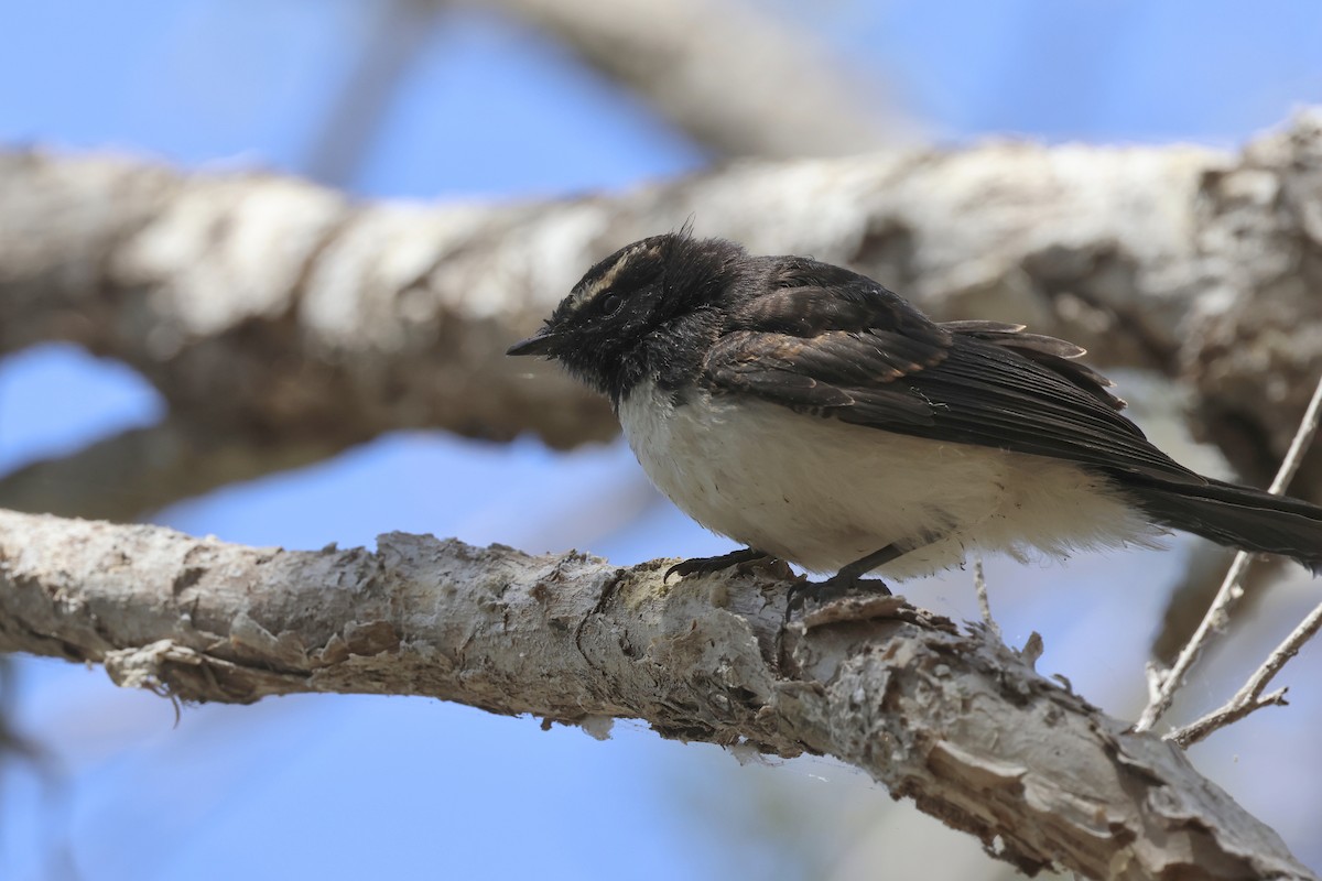 Willie-wagtail - ML610278982