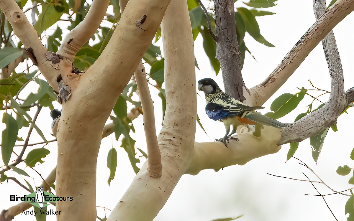 Perico Gracioso - ML610279075