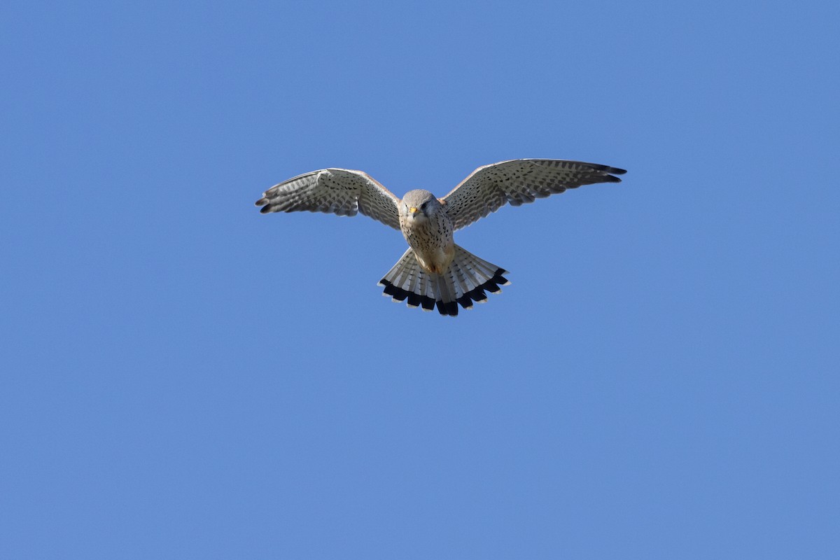 Eurasian Kestrel - ML610279122