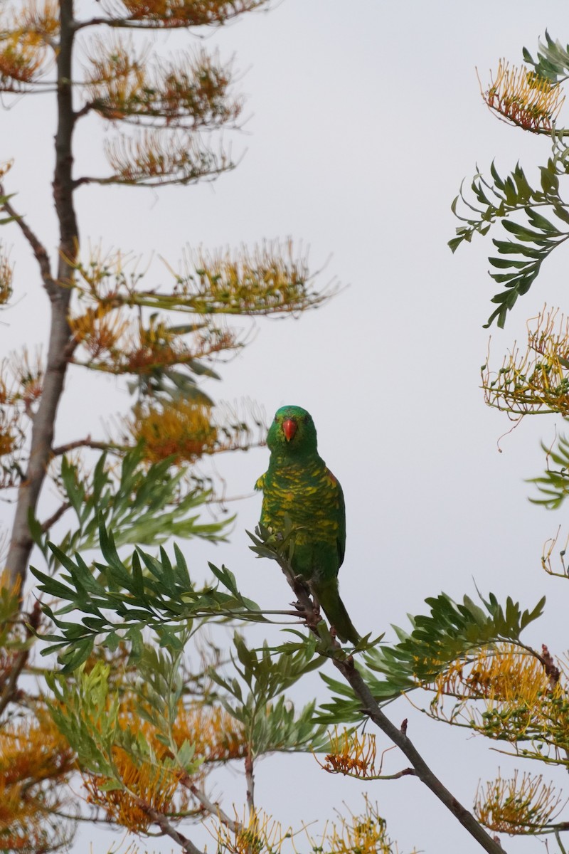 Scaly-breasted Lorikeet - ML610279131