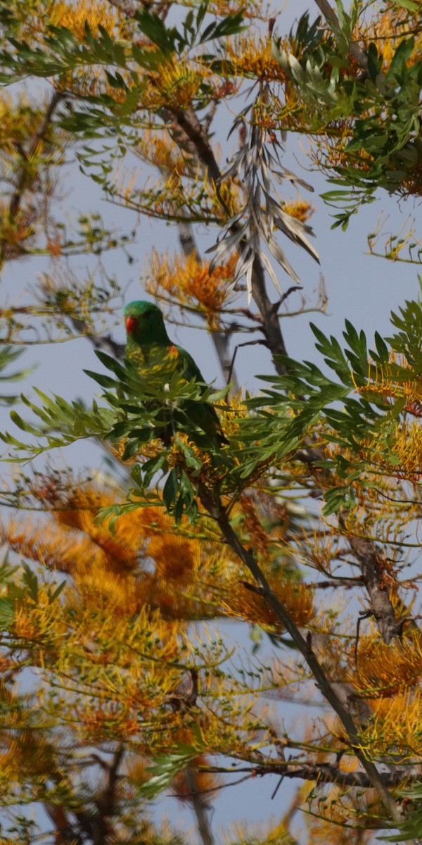 Scaly-breasted Lorikeet - May Britton