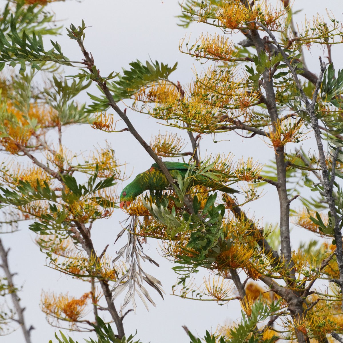 Scaly-breasted Lorikeet - ML610279152