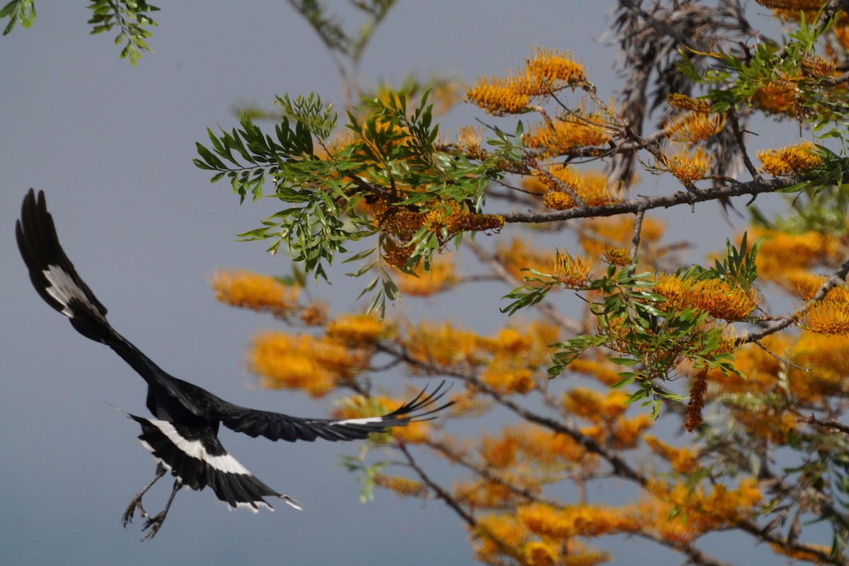 Pied Currawong - May Britton