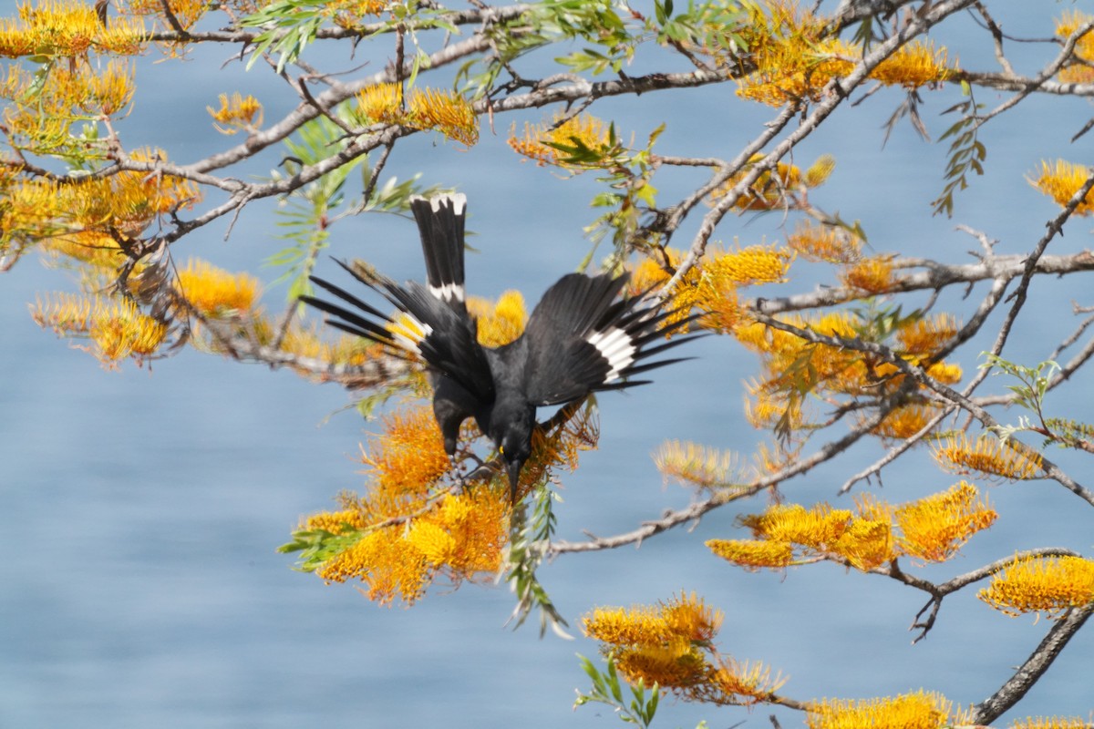 Pied Currawong - May Britton