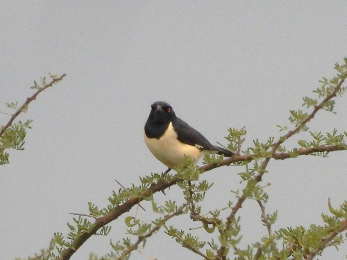 Magpie Starling - ML610279197