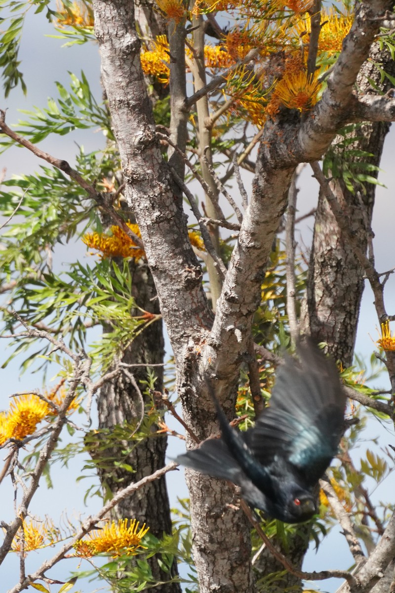 Drongo pailleté - ML610279207