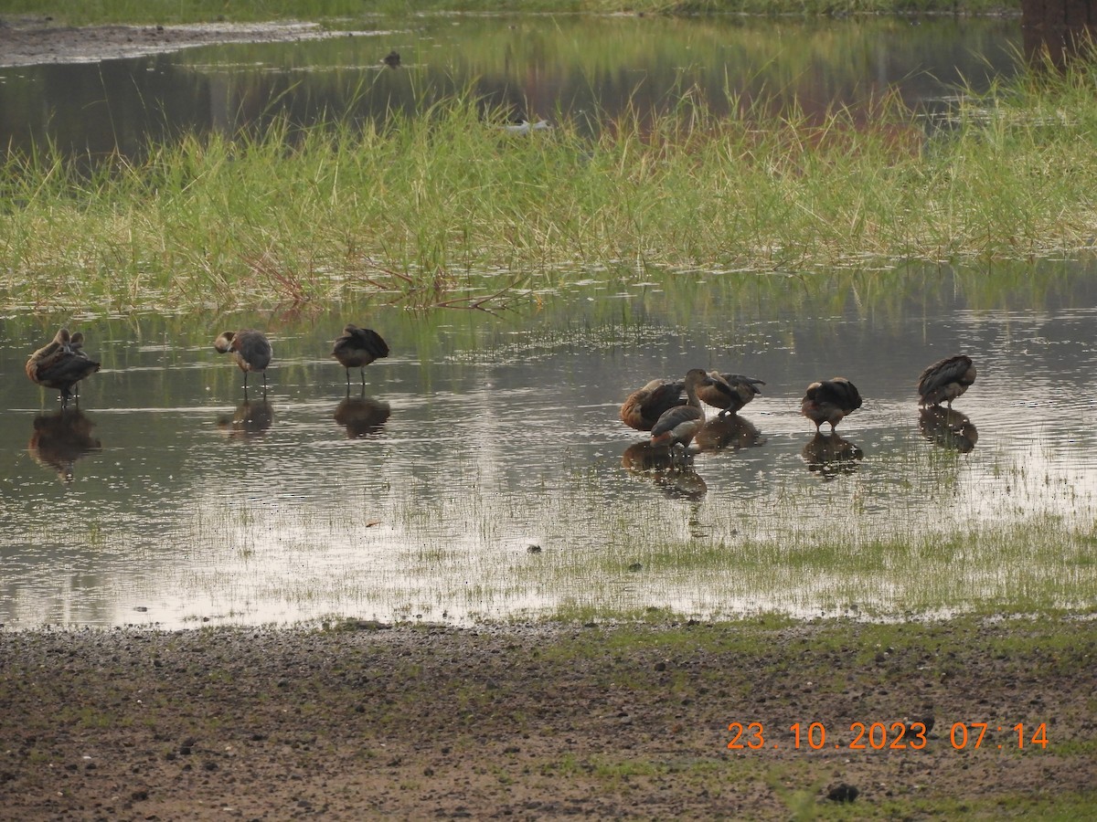 Dendrocygne siffleur - ML610279245