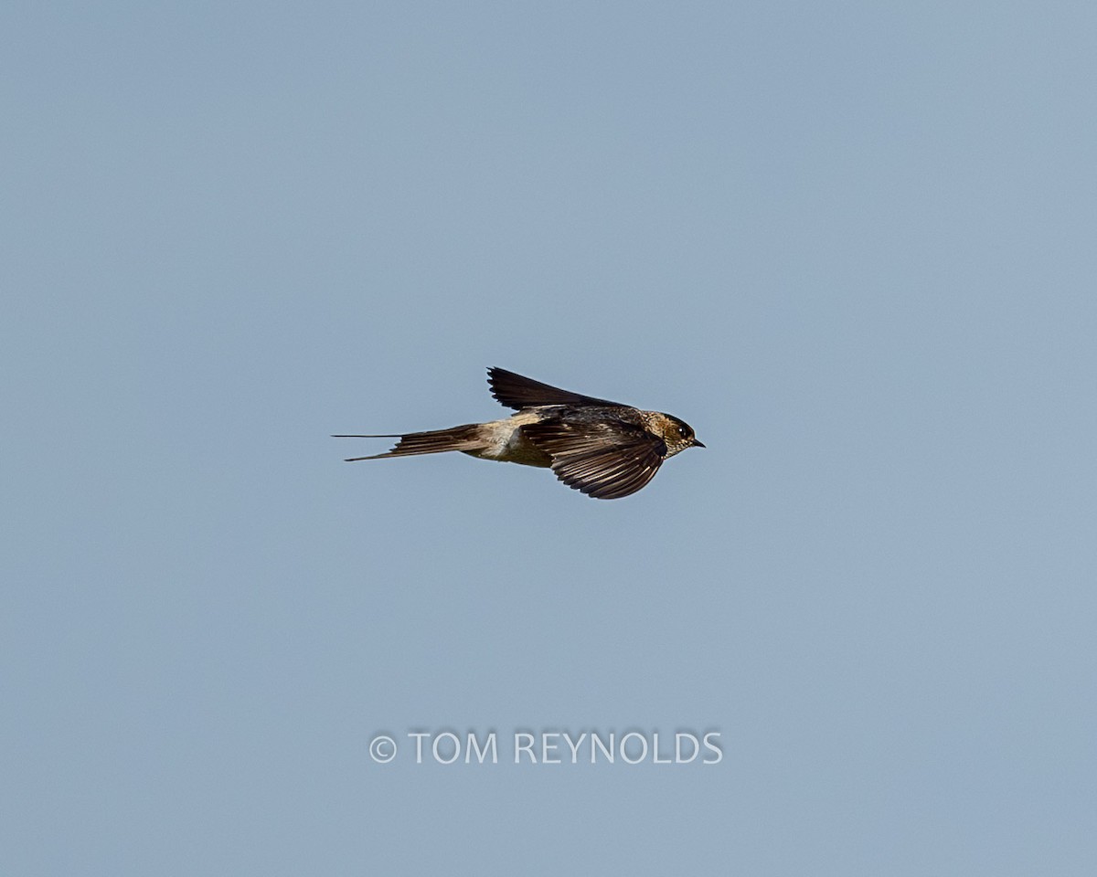 Red-rumped Swallow - ML610279249