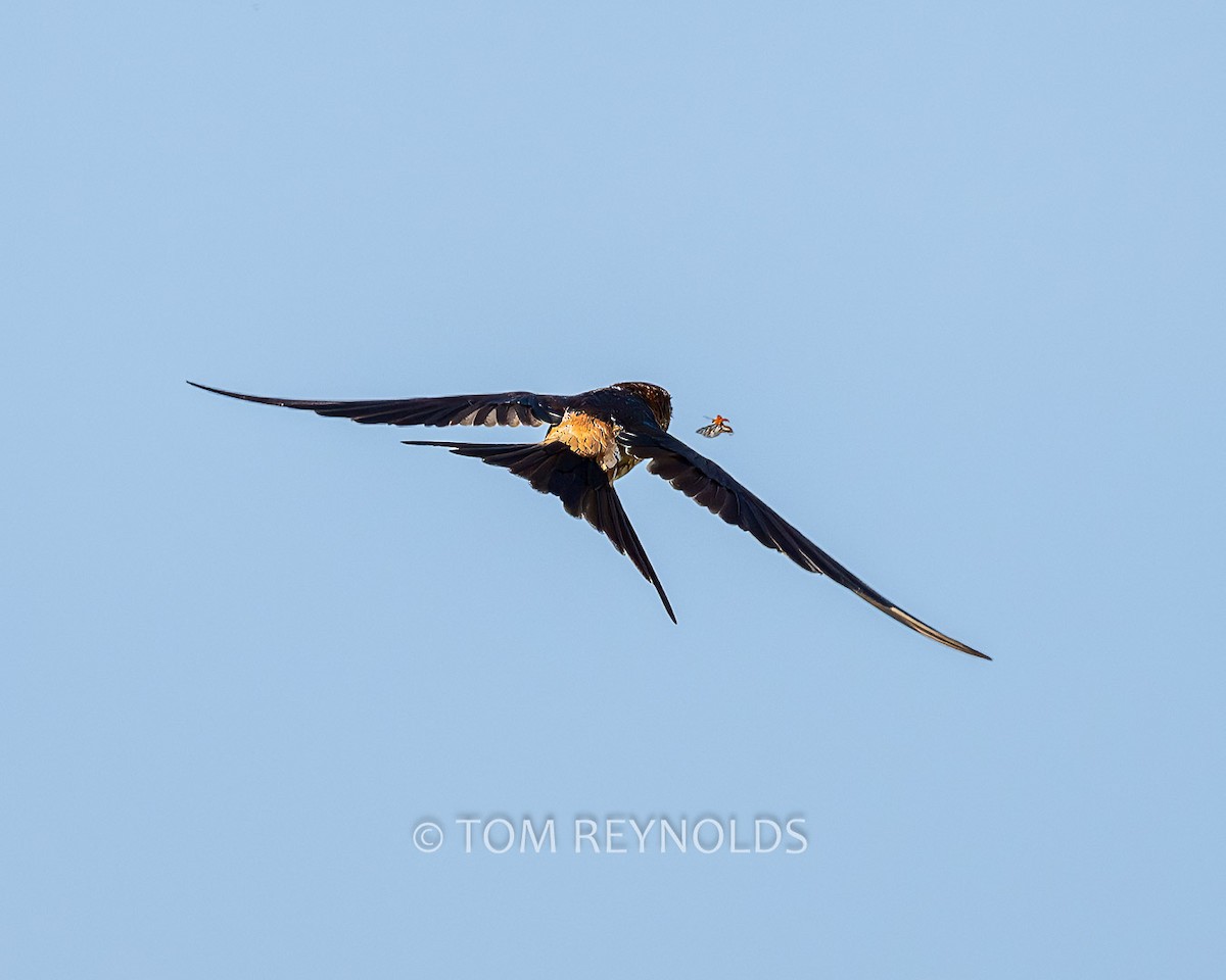 Red-rumped Swallow - ML610279250