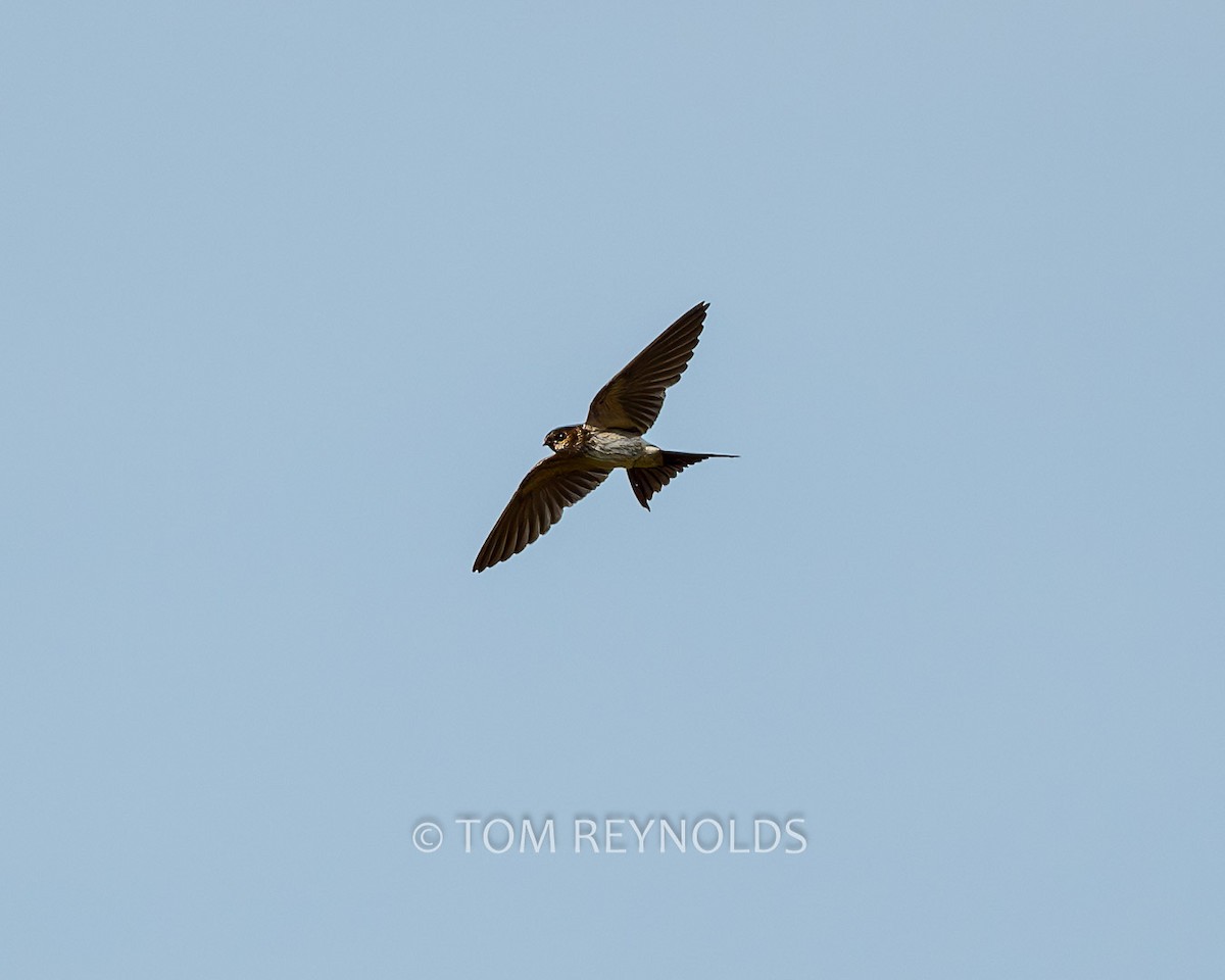 Red-rumped Swallow - ML610279251