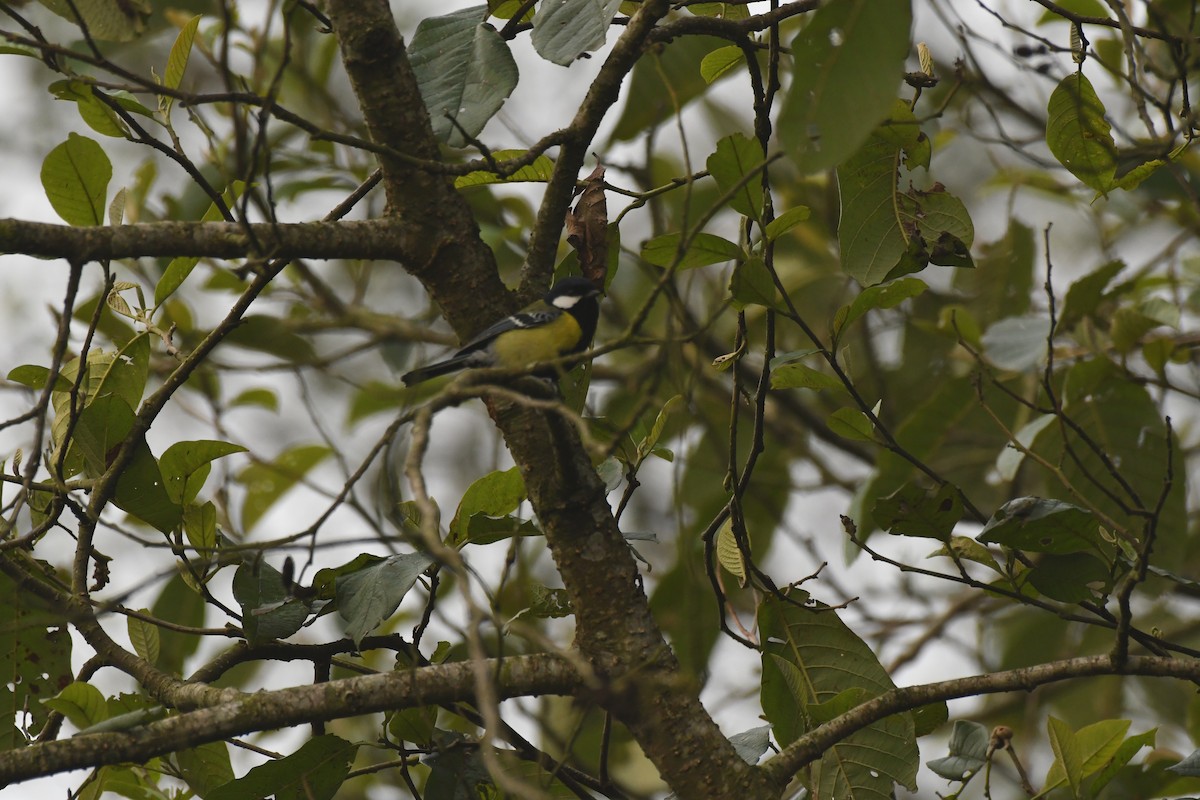 Cinereous Tit - ML610279318